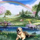 무지개다리 이미지