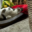 고양이세수 | 길냥이 병원가기 전 필수방문 고양이목욕 업체 고양이세수 방문 후기(내돈내산)