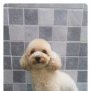 두리베어 이미지