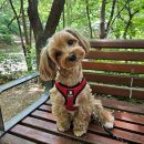 바우스쿨 | 수원 이의동 애견호텔 광교 애견유치원 애견호텔 바우스쿨 비용 시간 위치