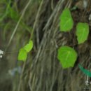 연잎 티스토리