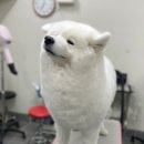 텐시퍼피 네이버블로그
