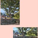 초가장 및 담장장 이미지