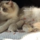 마론도리스(Marondollis) 이미지