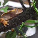 꼬미푸드 이미지