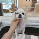온양애견미용 네이버블로그