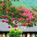 화순세량지협동조합 | 붉게 피어난 배롱나무가 한창인 전남 화순 만연사 힐링여행