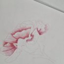 색연필 보타니컬아트 | 하남미사 14단지 보태니컬아트 수업 후기｜어버이날 카네이션 색연필 그림