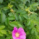 낙조보러가는길 이미지