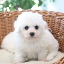 러브펫하우스 이미지