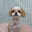 펫피파니 이미지