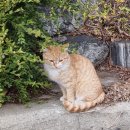 고양이이야기 이미지