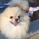 가히애견 이미지