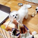 해피애견타운강아지분양서울본점 말티푸 미니비숑프리제 포메 | 강아지 중성화 수술을 마쳐도 수지의 사랑 반려견 6개월 말티즈 꼬미는 한결같이 씩씩하다!