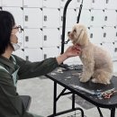 애견미용 이미지