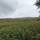 효감천농장 Daum카페