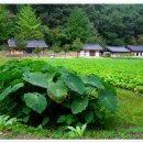 가을 깊은 곳으로 함께 여행을 떠납니다(불영계곡) 이미지