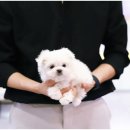 펫퍼스트 24시 강아지분양고양이분양 용인점 이미지