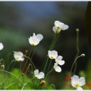 꽃들의이야기 이미지