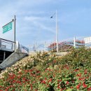 동일로163길 (23) | 2026 중랑서울장미축제 가는길 주차장 일정 총정리