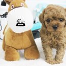 가정견1회분양 이미지