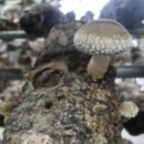 다사랑치킨.피자(금마점) 이미지