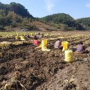 임실참울금진성농장 | [공지] [2025 임실참울금 수확 시작!] 임실 참울금 진성농장 직거래 생울금 & 울금종자 구입 안내