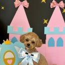 늘 예쁘개 이미지