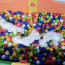 파파퍼피 DOG하우스 이미지