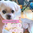 오모몽 | 부드럽고 기호성 높은 건강한 강아지간식 "오모몽"