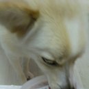 마마노코코로 | 마마노코코로)보리 맘마 후기