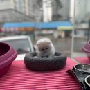 이츠펫 온양점 이미지