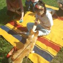 애니멀스쿨 이미지