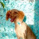 펫미리애견샵 이미지