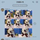 견생폼나개 이미지