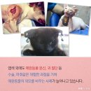 핑키
