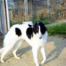 아이엠독 이미지