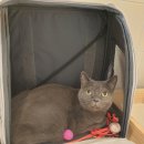 고양이 미용&호텔 뽀냥 이미지