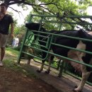 신하목장 이미지