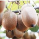 진환농장 이미지