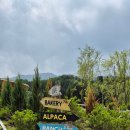 가평 양떼목장 이미지