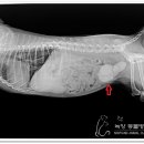 녹양동물병원 이미지