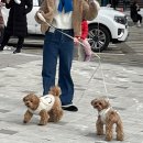 순남이순대국 | [공지] 태교여행이라 쓰고 먹방여행이라 부른다(양양, 속초)