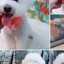 꼬망스펫 이미지