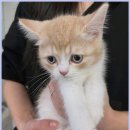 데려가개 | 광주강아지분양에서 만난 내게 꼭 맞는 반려견과의 특별한 첫 만남 후기