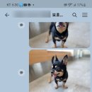 쥬만지동물의료센터 이미지