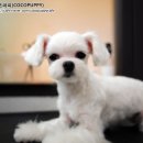 코코블링 이미지