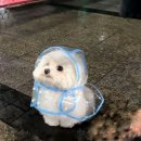 봄날의댕댕이 이미지