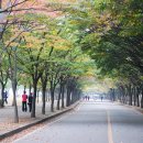 느티나무길 이미지