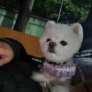 예쁘다 펫살롱 네이버블로그